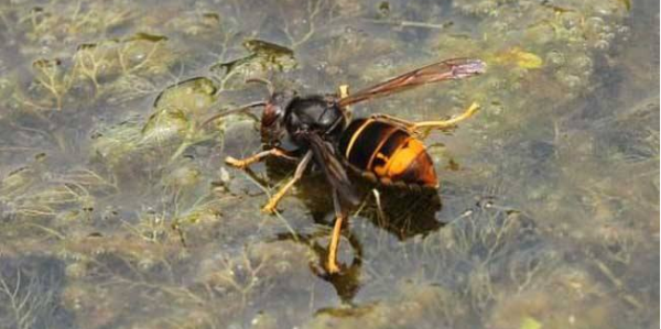 人工飼養(yǎng)胡蜂怎樣越冬（胡蜂如何越冬）