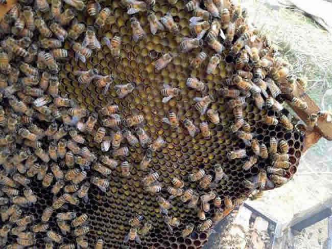 在夏季可以蜂多于脾嗎？