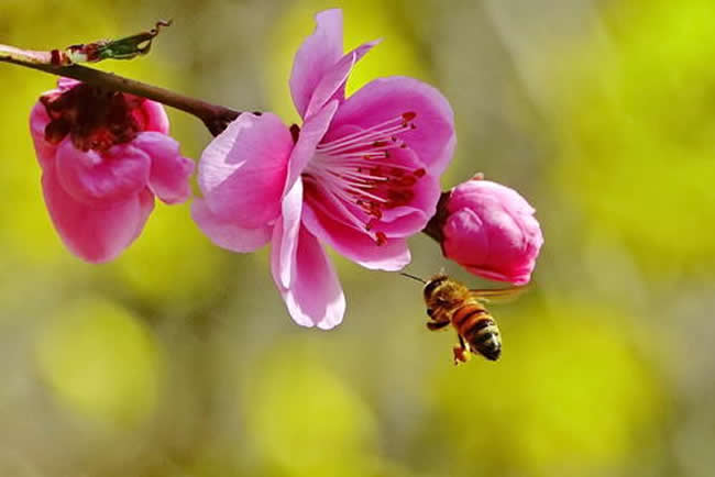 在夏季可以蜂多于脾嗎？