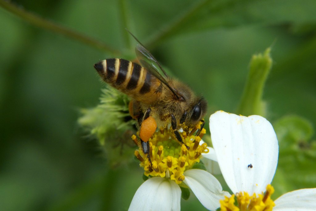 秋季工蜂的壽命有多長（工蜂能活多長時(shí)間）