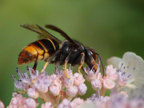 黃腳胡蜂是什么蜂（黃腳胡蜂的生活習性及特征）