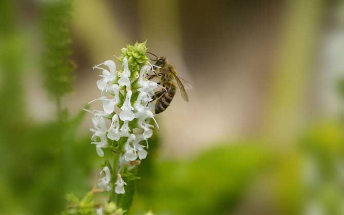 被馬蜂蟄了是好兆頭嗎（為什么老人說被蜜蜂蟄是好事）