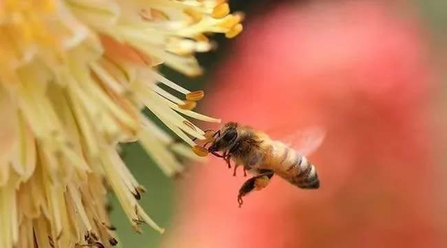 如何誘捕工蜂回來合群？