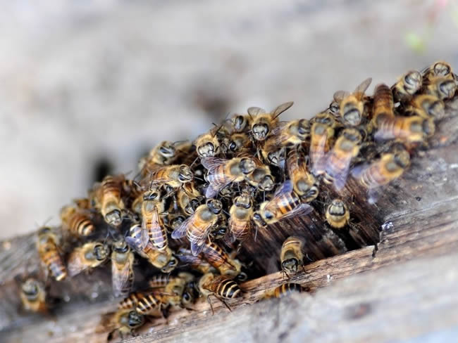 【蜜蜂知識(shí)】蜂群的組成是怎樣的？