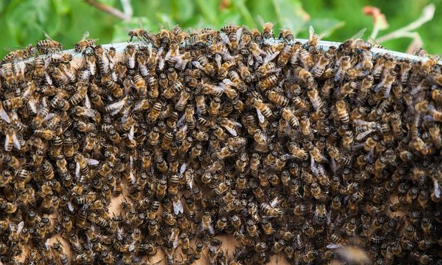 流蜜期如何管理蜂群（中蜂大流蜜期蜜蜂管理技術）