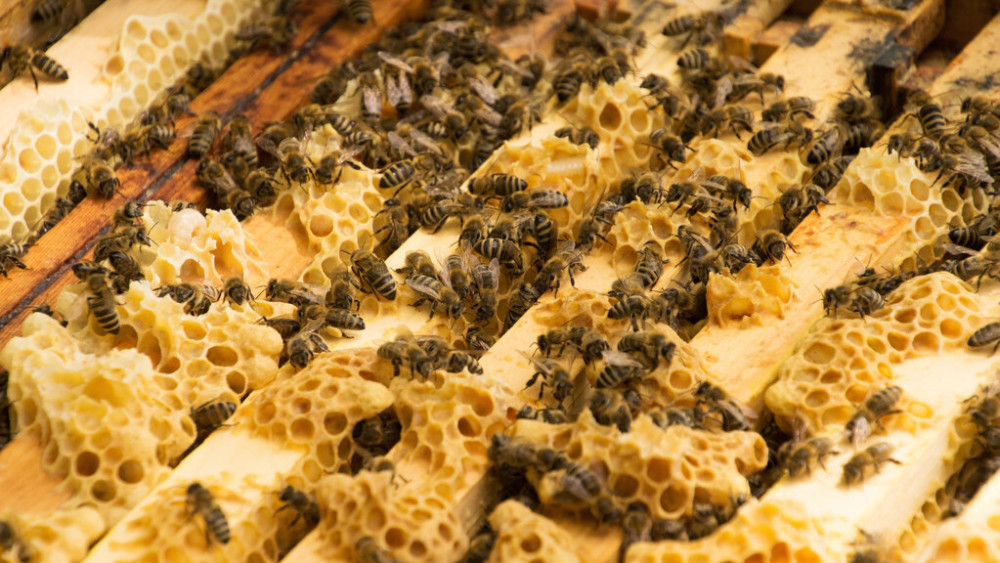 流蜜期如何管理蜂群（中蜂大流蜜期蜜蜂管理技術）