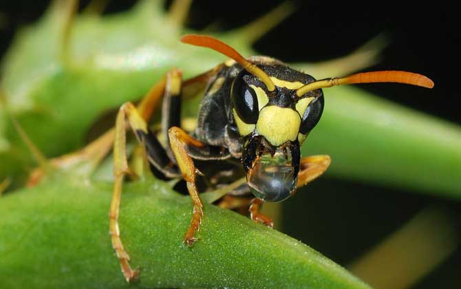 被黃蜂蟄到的多長時間內(nèi)是危險期