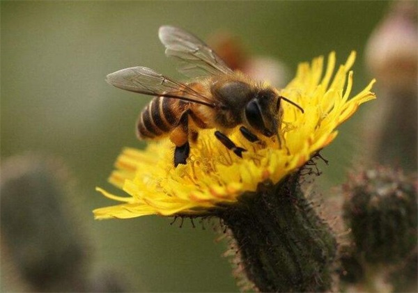 成熟封蜂蜜要多少天發(fā)酵（什么是成熟封蓋蜜）