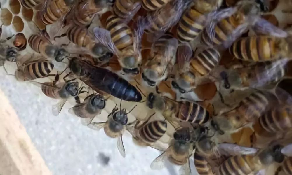 蜂王一年可產多少卵（蜂王一年產卵幾次）