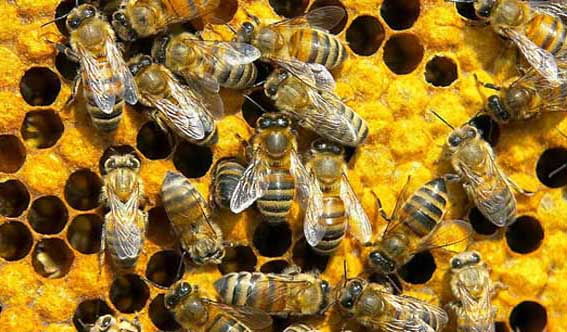 蜂王一年可產多少卵（蜂王一年產卵幾次）