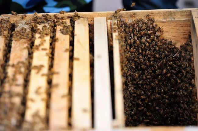 【蜜蜂知識】蜜蜂自然分蜂前有什么特點？