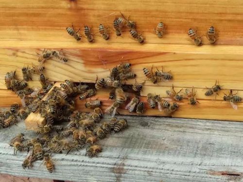 初次養(yǎng)蜂需要注意什么（初學(xué)養(yǎng)蜂的基本常識）