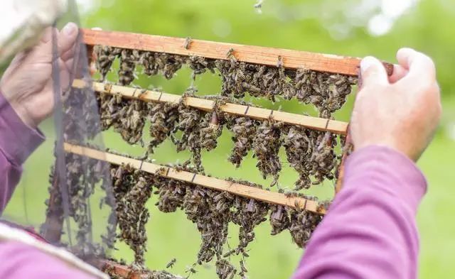 初次養(yǎng)蜂需要注意什么（初學(xué)養(yǎng)蜂的基本常識）