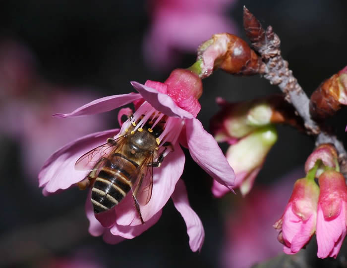 意蜂什么時候人工育王？