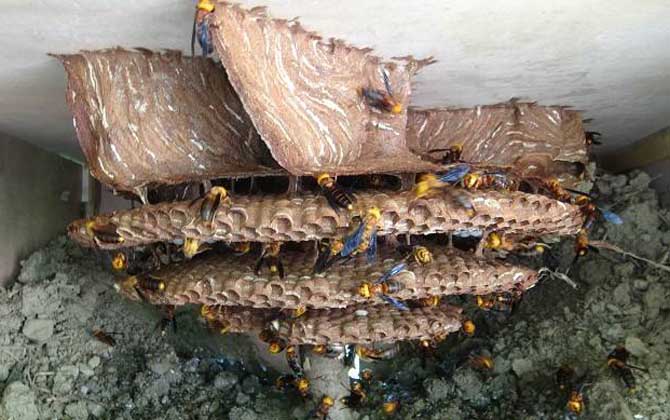 地雷蜂和中國(guó)大虎頭蜂誰厲害（地雷蜂和虎頭蜂的區(qū)別）