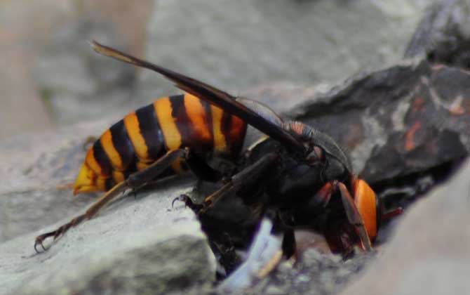 地雷蜂和中國(guó)大虎頭蜂誰厲害（地雷蜂和虎頭蜂的區(qū)別）