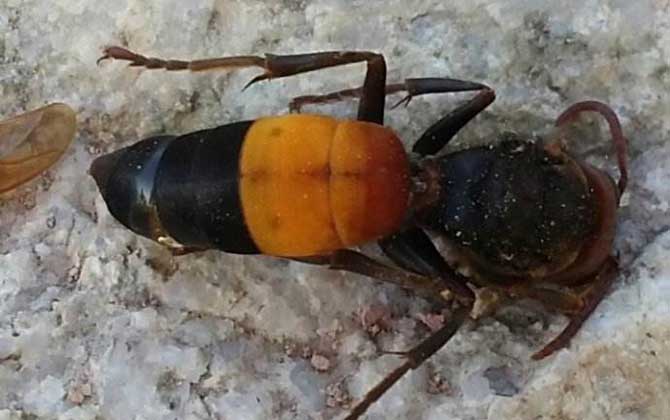 最毒的蜜蜂是哪種（世界上排名前十名的最毒的蜂）