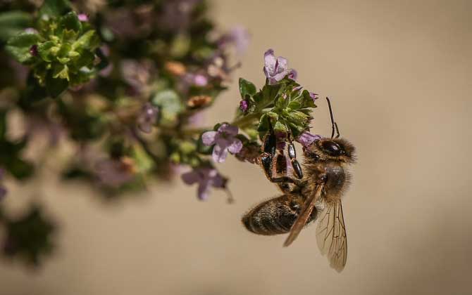 最毒的蜜蜂是哪種（世界上排名前十名的最毒的蜂）