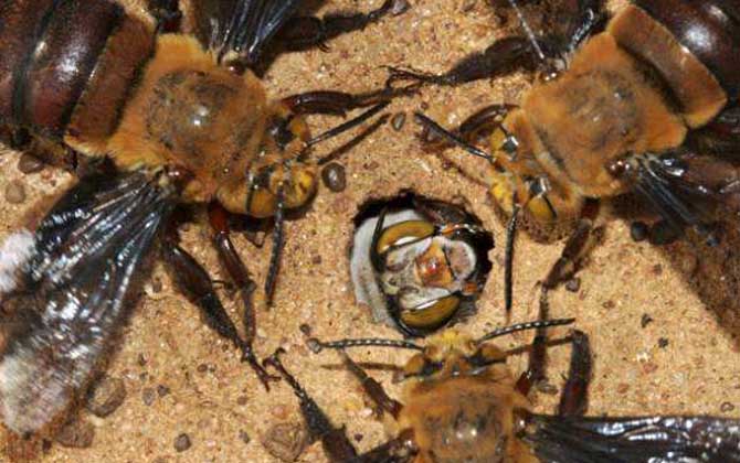 最毒的蜜蜂是哪種（世界上排名前十名的最毒的蜂）