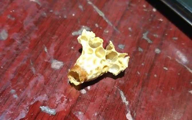 急造王臺(tái)幾天封蓋幾天出臺(tái)（王臺(tái)封蓋后幾天出新王）