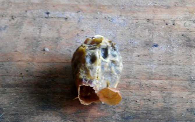 急造王臺(tái)幾天封蓋幾天出臺(tái)（王臺(tái)封蓋后幾天出新王）