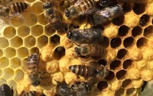 工蜂產(chǎn)卵會一直產(chǎn)嗎（工蜂產(chǎn)的卵是什么蜂）