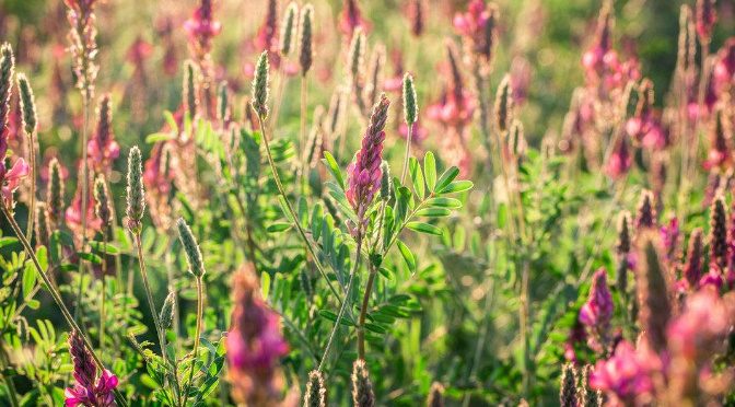 寧夏蜜源植物分布（寧夏主要蜜源植物簡介）