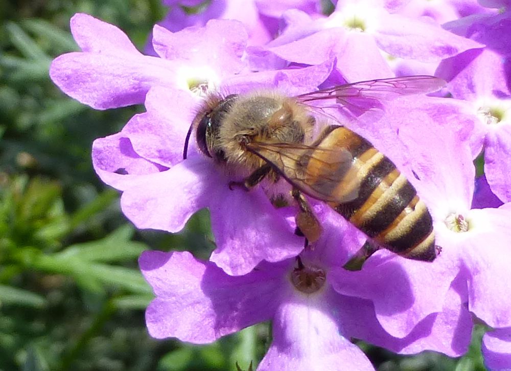 小小蜜蜂作用大，造福人類全靠它