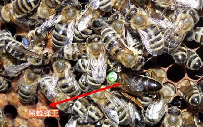 高加索蜜蜂與東北黑蜂的區(qū)別（淺析高加索蜜蜂與東北黑蜂的優(yōu)缺點(diǎn)）