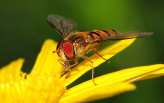 松丹一號和喀爾巴阡蜂黑環(huán)系能混養(yǎng)嗎（喀(阡)黑環(huán)系、松丹12號雙交種蜂及其管理要點(diǎn)）