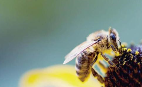 植物流蜜需要什么條件（植物泌蜜條件及溫度）