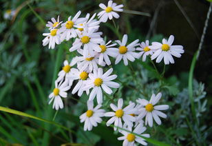 野菊花的流蜜條件與時(shí)間（野菊花的流蜜條件和開花時(shí)間及蜂蜜產(chǎn)量）