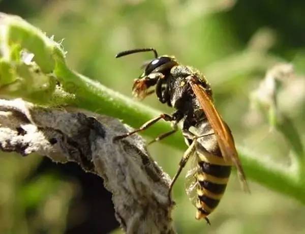 馬蜂人工飼養(yǎng)技術(shù)（馬蜂的養(yǎng)殖方法）