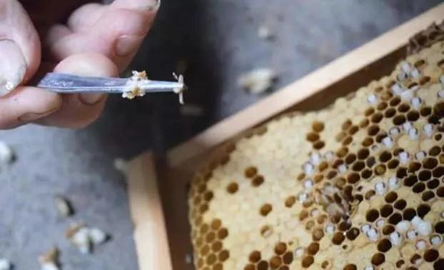 巢蟲(chóng)清木片怎么樣放置（巢蟲(chóng)清木片的制作方法）