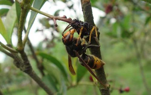 中國大虎頭蜂吃什么食物（中國大虎頭蜂生活區(qū)域）