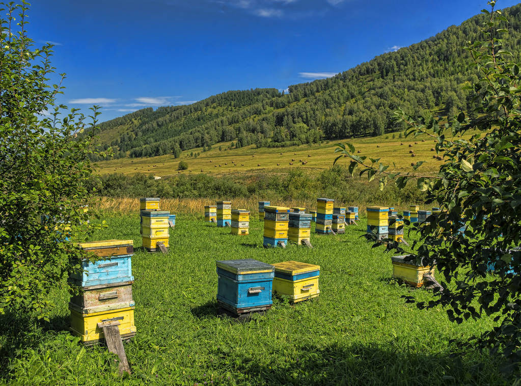 如何定地養殖蜜蜂（定地養蜂場地與模式選擇）