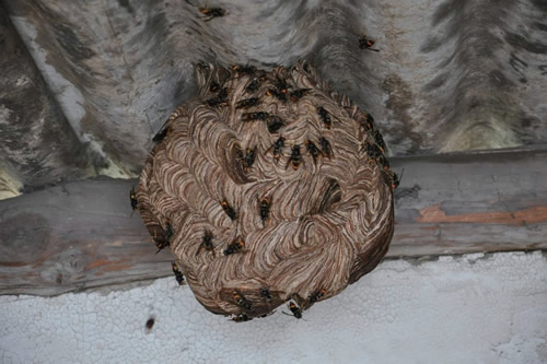 晚上捅馬蜂窩安全嗎？(取馬蜂窩的最佳時機，晚上捅還是白天捅好)