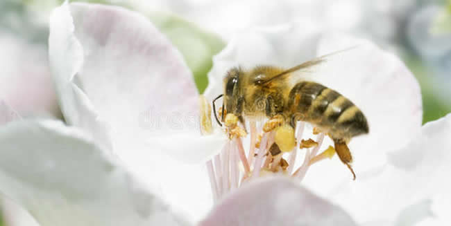 蜜蜂飛逃前有什么征兆？