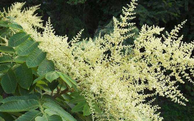 海南有五倍子花嗎（五倍子什么時候開花）