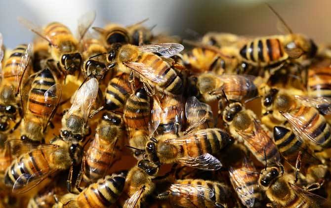 工蜂產卵和蜂王產卵的區(qū)別（新手養(yǎng)蜂方法）