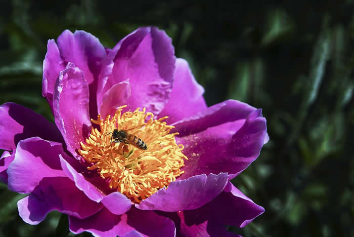 中蜂什么時候開始秋繁？