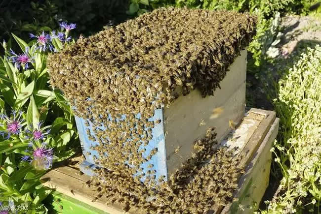 中蜂什么時候開始秋繁？