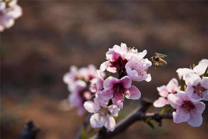 中蜂什么時候開始秋繁？