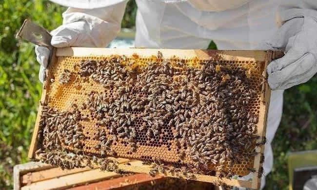 中蜂什么時候開始秋繁？