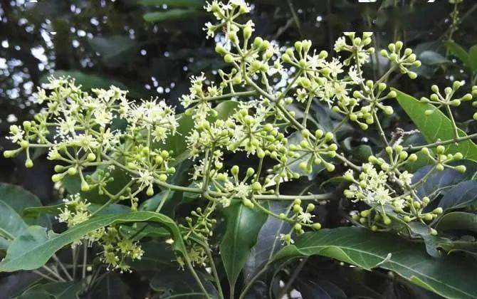 木本蜜源植物的種類及花期大全（18種蜜源植物四季花期表）