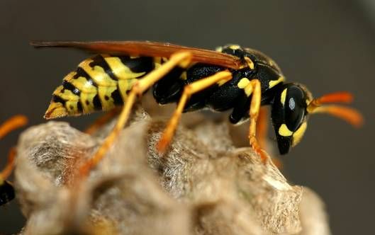 被馬蜂蟄了有潛伏期嗎？會不會有后遺癥？