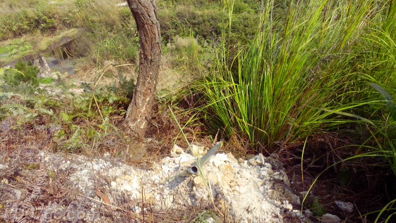 養(yǎng)多少蜜蜂可以辦合作社（養(yǎng)多少窩蜜蜂可以拿到國家補助）