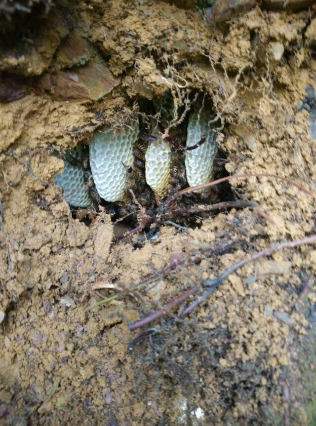 養(yǎng)多少蜜蜂可以辦合作社（養(yǎng)多少窩蜜蜂可以拿到國家補助）