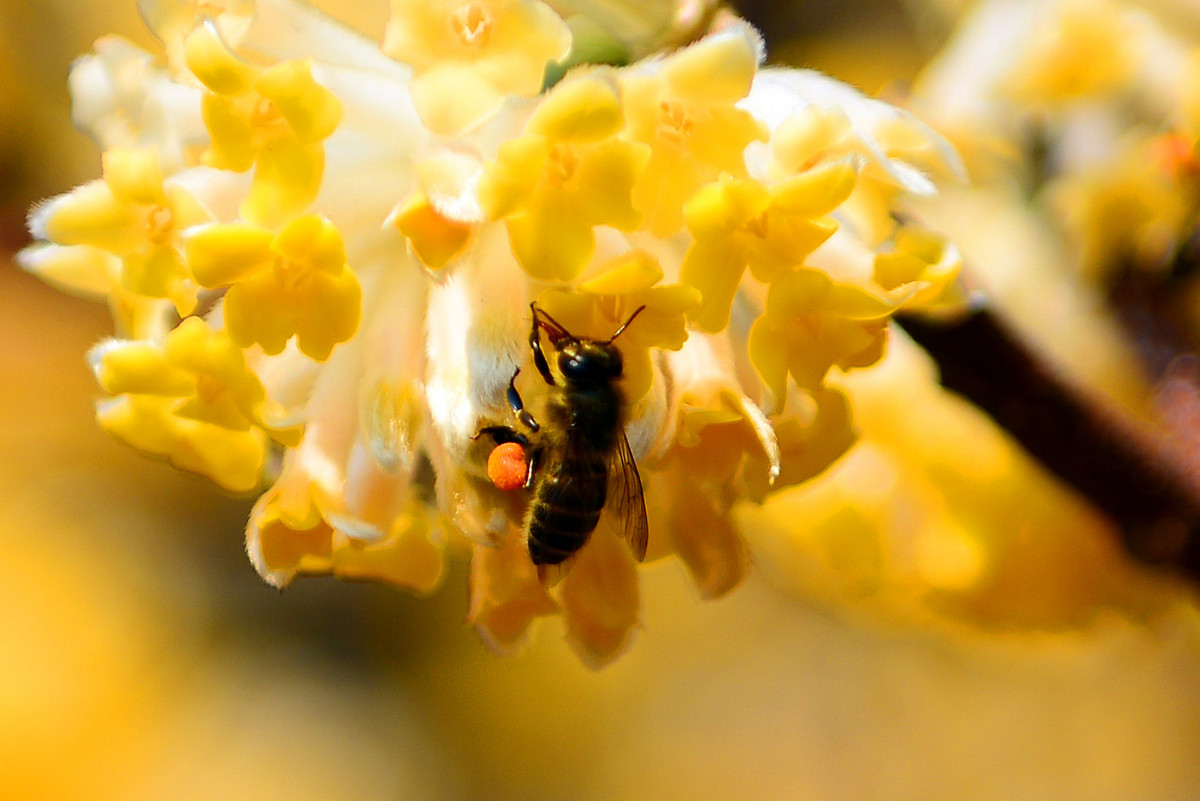 蜜蜂怎么養比較好（養蜜蜂的技巧）