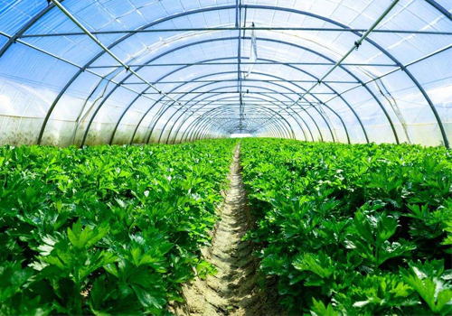 麗蚜小蜂（天敵昆蟲(chóng)麗蚜小蜂品種介紹）